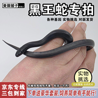 网红宠物活体蛇墨西哥黑王蛇温顺无毒好养纯黑色非玉米蛇猪鼻蛇