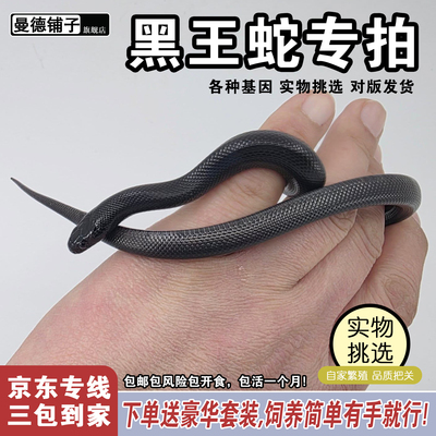 网红宠物活体蛇墨西哥黑王蛇温顺无毒好养纯黑色非玉米蛇猪鼻蛇