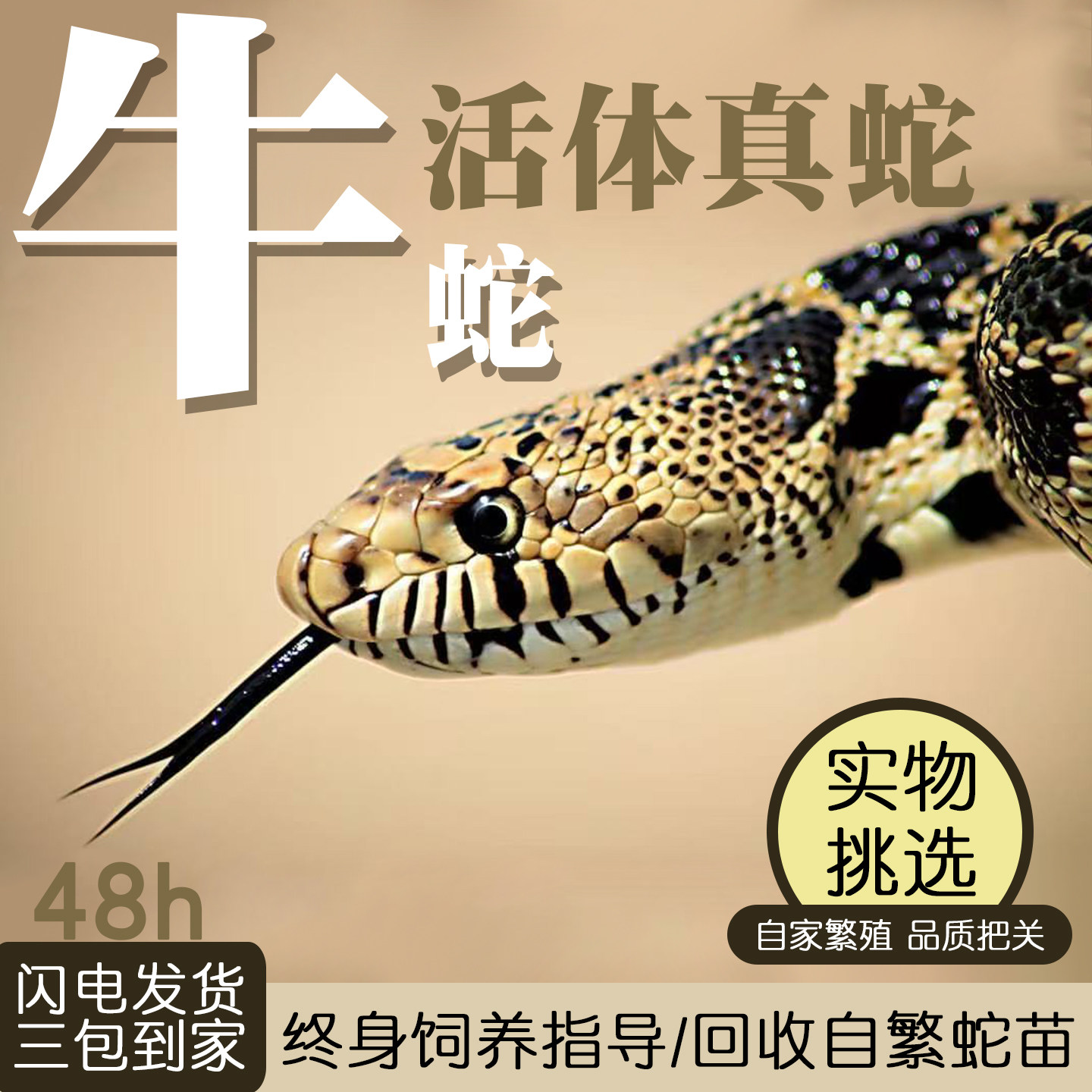 大型宠物蛇活体真蛇牛蛇哥夫松林蛇白化象牙牛白边五基因暴雪牛蛇