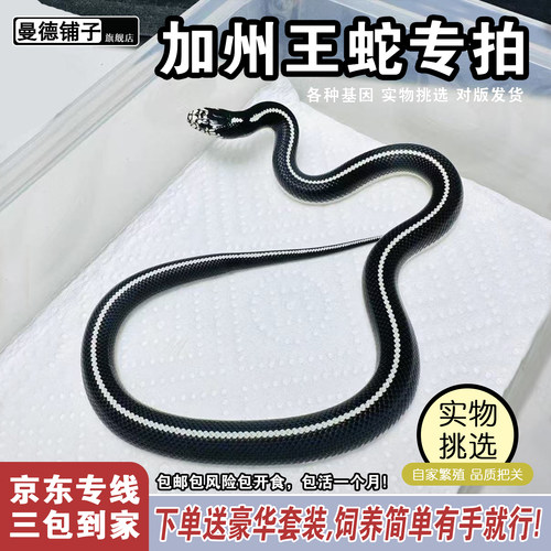 活体宠物王蛇温顺无毒好养