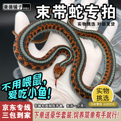 活体宠物蛇白化束带蛇小型吃鱼温顺不咬人的宠物蛇可群居混养
