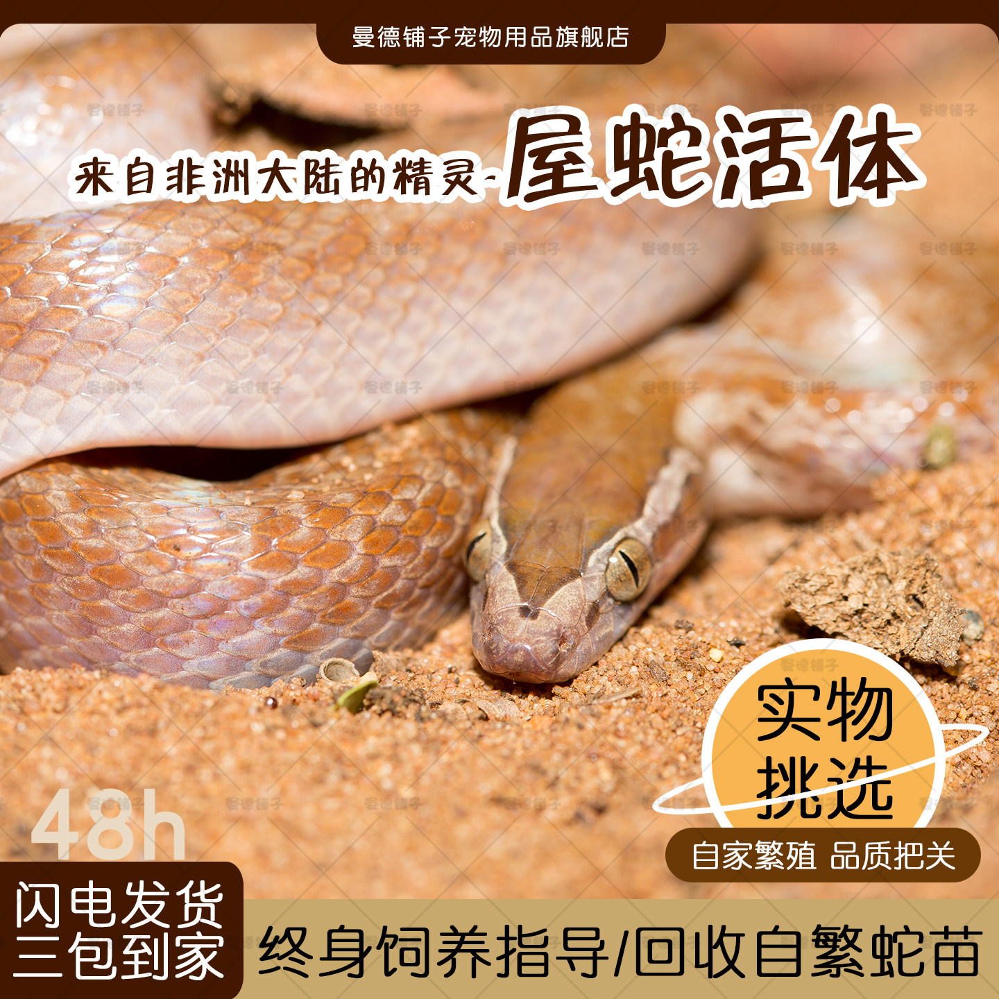 非洲屋蛇新手宠物蛇活体非玉米蛇黑王白娘娘黑屋绿屋红屋白化屋蛇