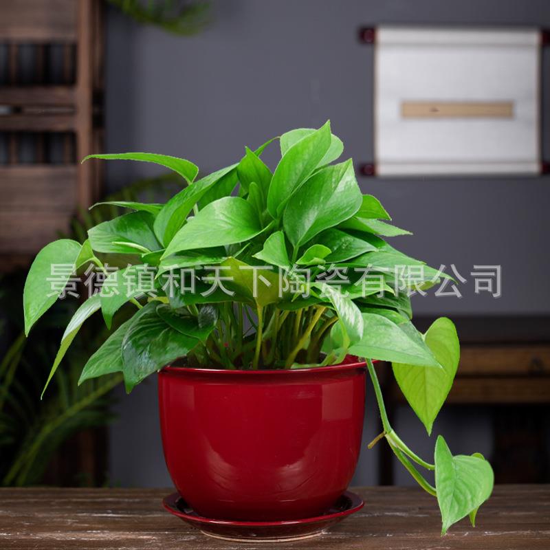 陶瓷花盆红色大口径蝴蝶兰专用盆套盆轻奢简约白色兰花盆家用绿萝