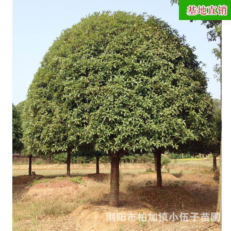 湖南桂花树精品绿化造型苗木5至8公分金桂八月桂花基地直销