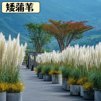 矮蒲苇英国进口白色羽毛潘帕斯花镜植物进口多年生香草蒲苇耐寒观