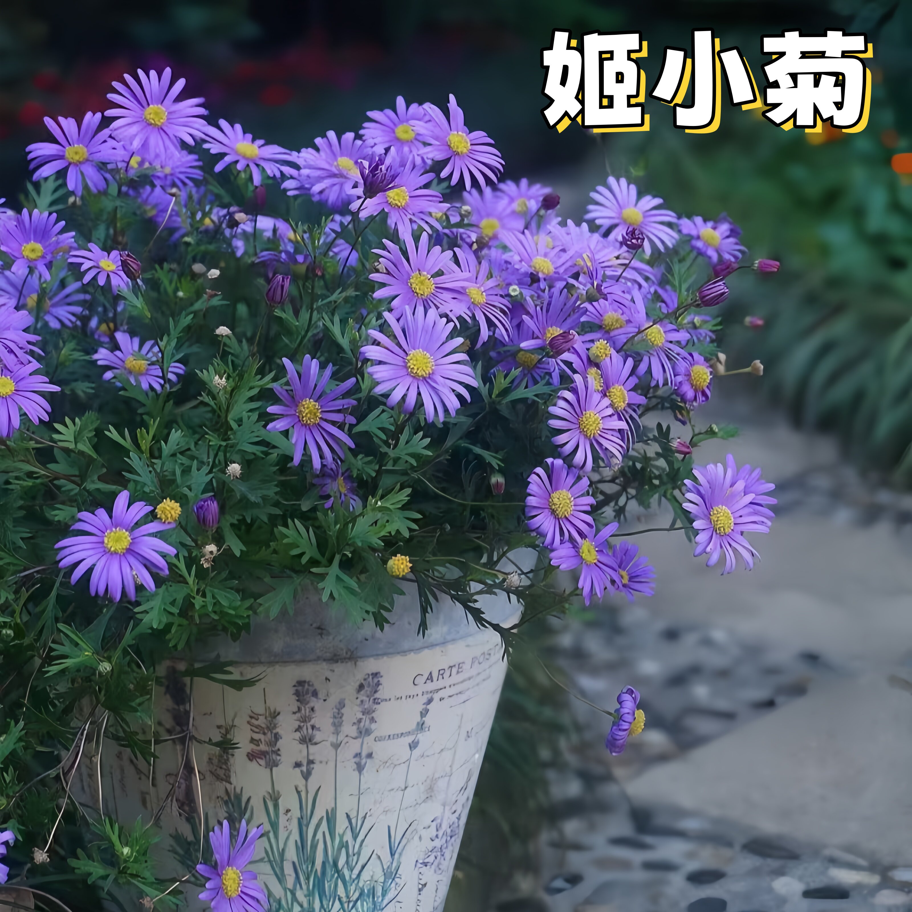 多年生姬小菊大苗趣味盆栽阳台庭院耐热耐寒期长可垂吊发货多年生