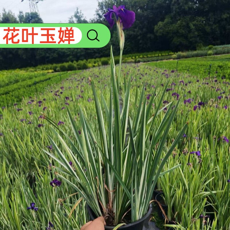 花叶玉婵耐热多年生宿根花叶盆栽