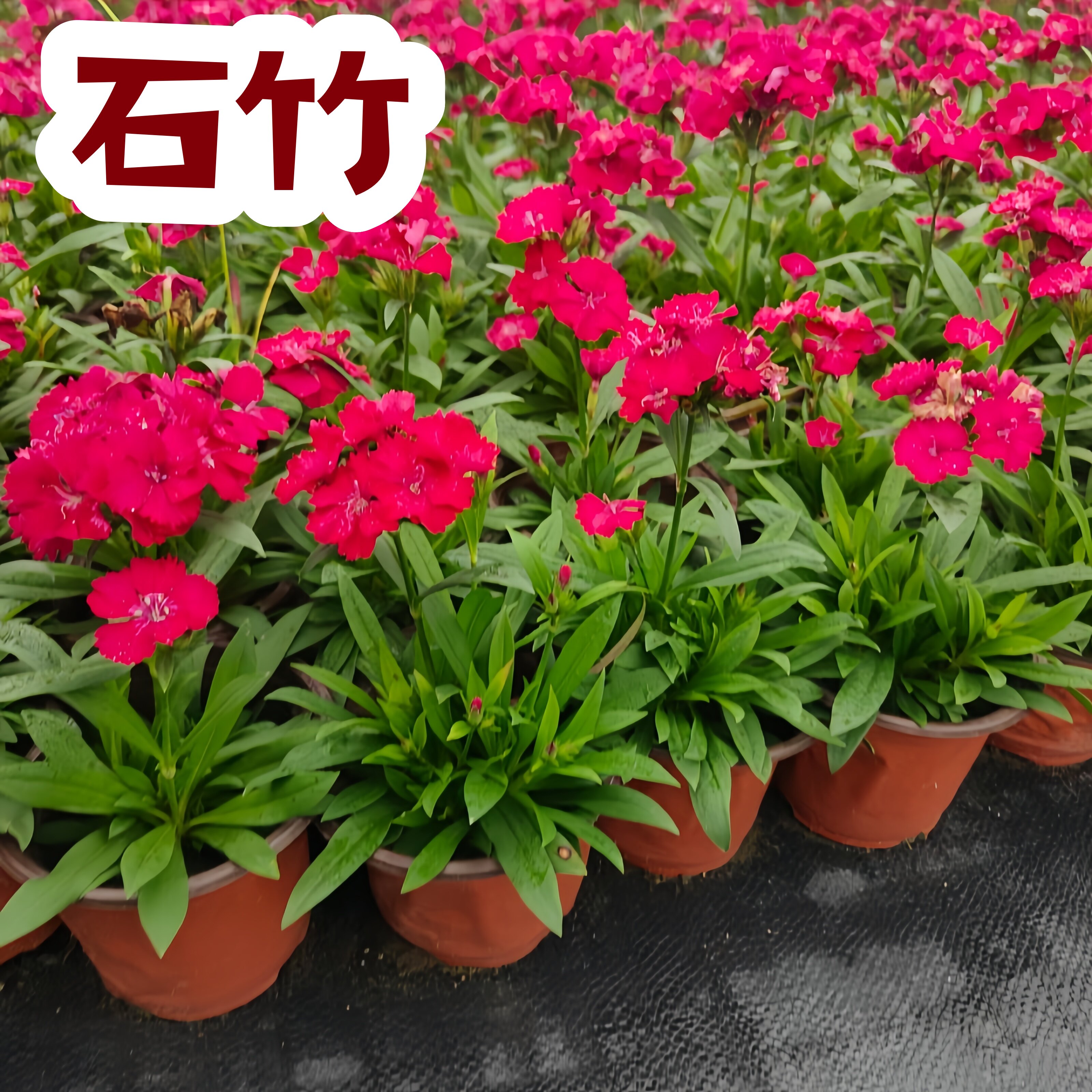 高杆石竹花苗耐寒花期长工程庭院观花盆栽绿化花边石竹多年生花卉