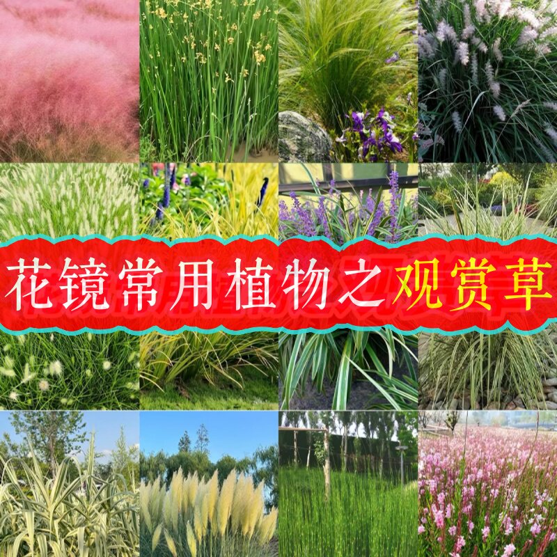 矮蒲苇狼尾草盆栽羽毛草矮蒲苇耐寒耐热粉黛乱子草金丝苔草观赏草