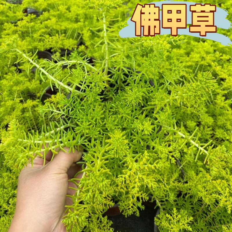 金叶佛甲草盆栽屋顶绿化草坪