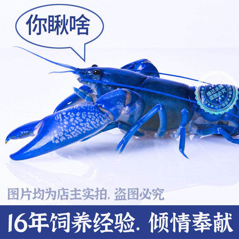 观赏鳌虾淡水族原活体宠工蓝物色小龙虾火山生人PZP天空蓝魔顺丰