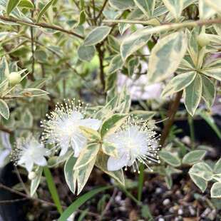 常绿耐热耐寒木本庭院阳台观叶观花植物 花叶香桃木盆栽爱神木四季