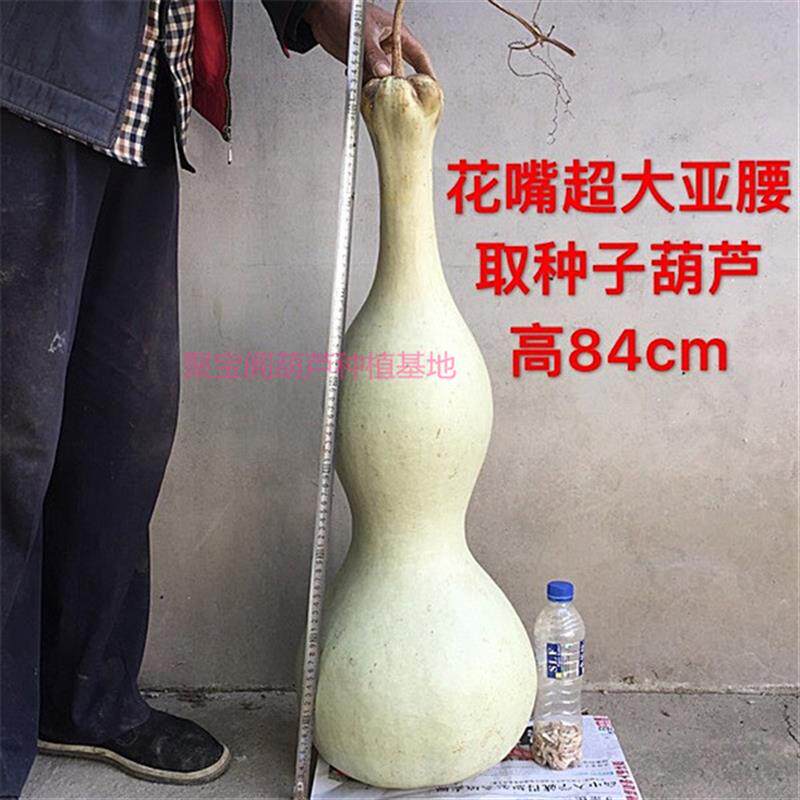 花嘴超大亚腰葫芦种巨型莲花头大亚腰三挺庭八宝油锤特小文玩子籽