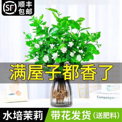 水培植物茉莉花盆栽室内桌面四季好养鲜花花卉净化空气懒人绿植