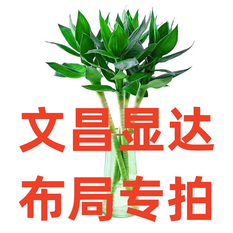 文昌竹4支带根观音竹荷花竹富贵竹水培植物办公室内水养绿植净化