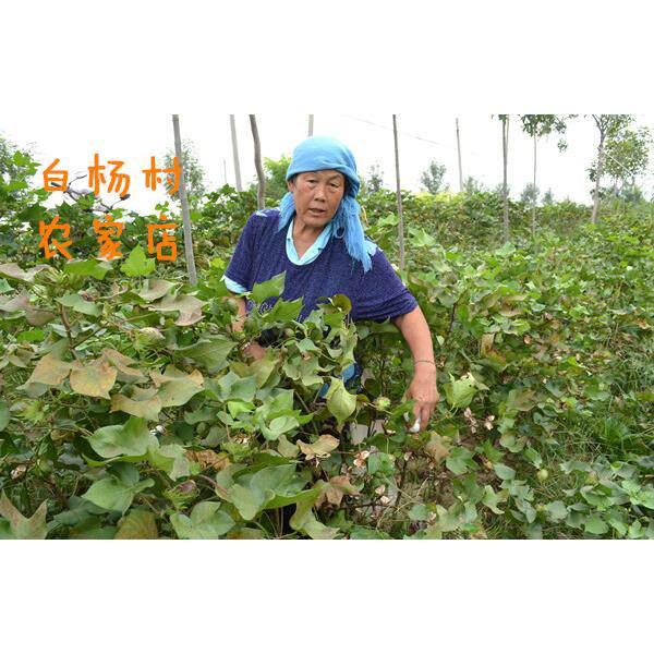 山东手工棉长被新棉细绒棉花垫被棉絮胎褥NPX子空调被子春芯棉秋