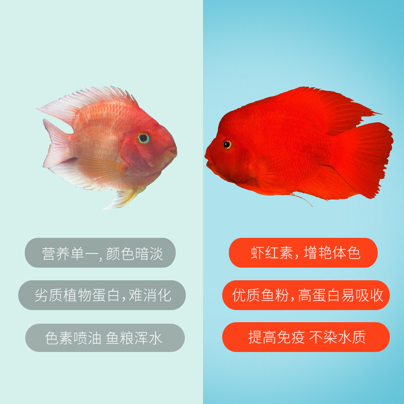 仟湖鹦鹉鱼饲料增红增色血鹦鹉专用鱼食不浑水发财鱼慈鲷地图鱼