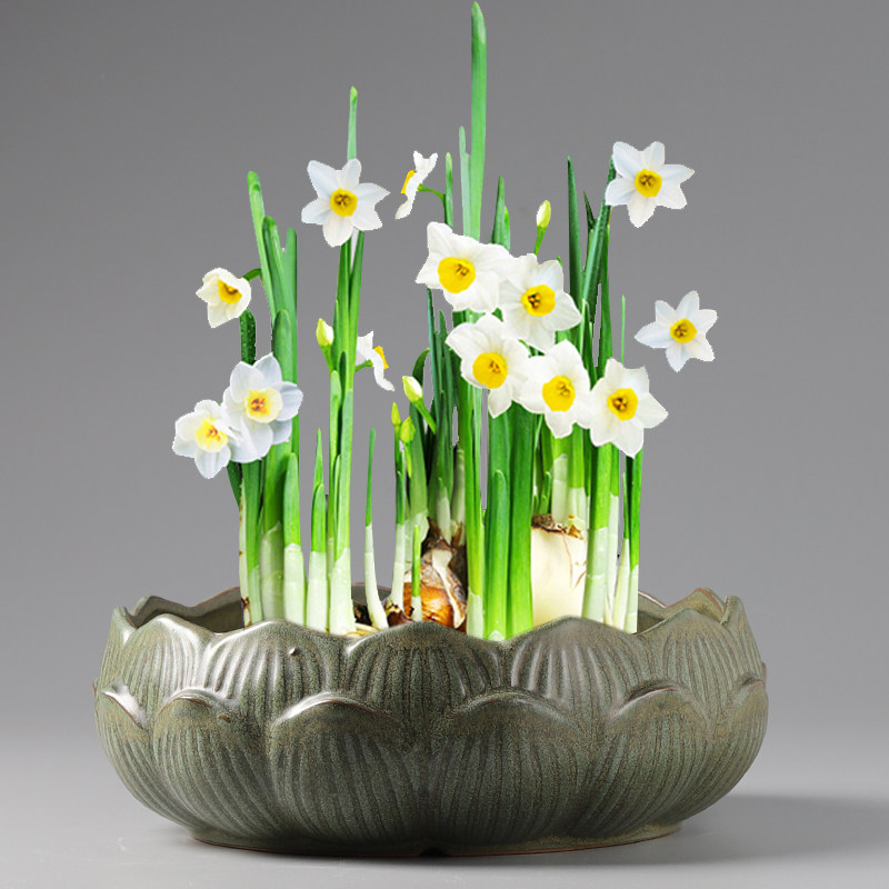 水仙花花盆陶瓷创意无孔水培铜钱草金钱草水养睡莲碗莲多大肉花盆