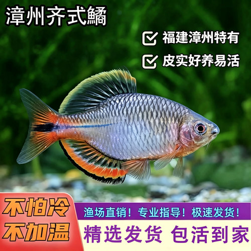 原生漳州江西齐氏鱊白边鳑鲏鱼