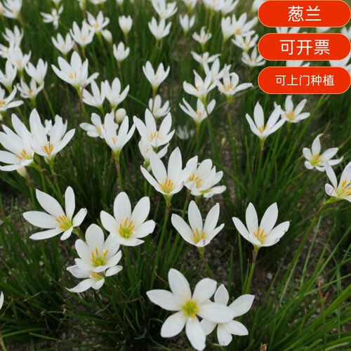 葱兰庭院绿化耐寒风雨兰苗观赏草