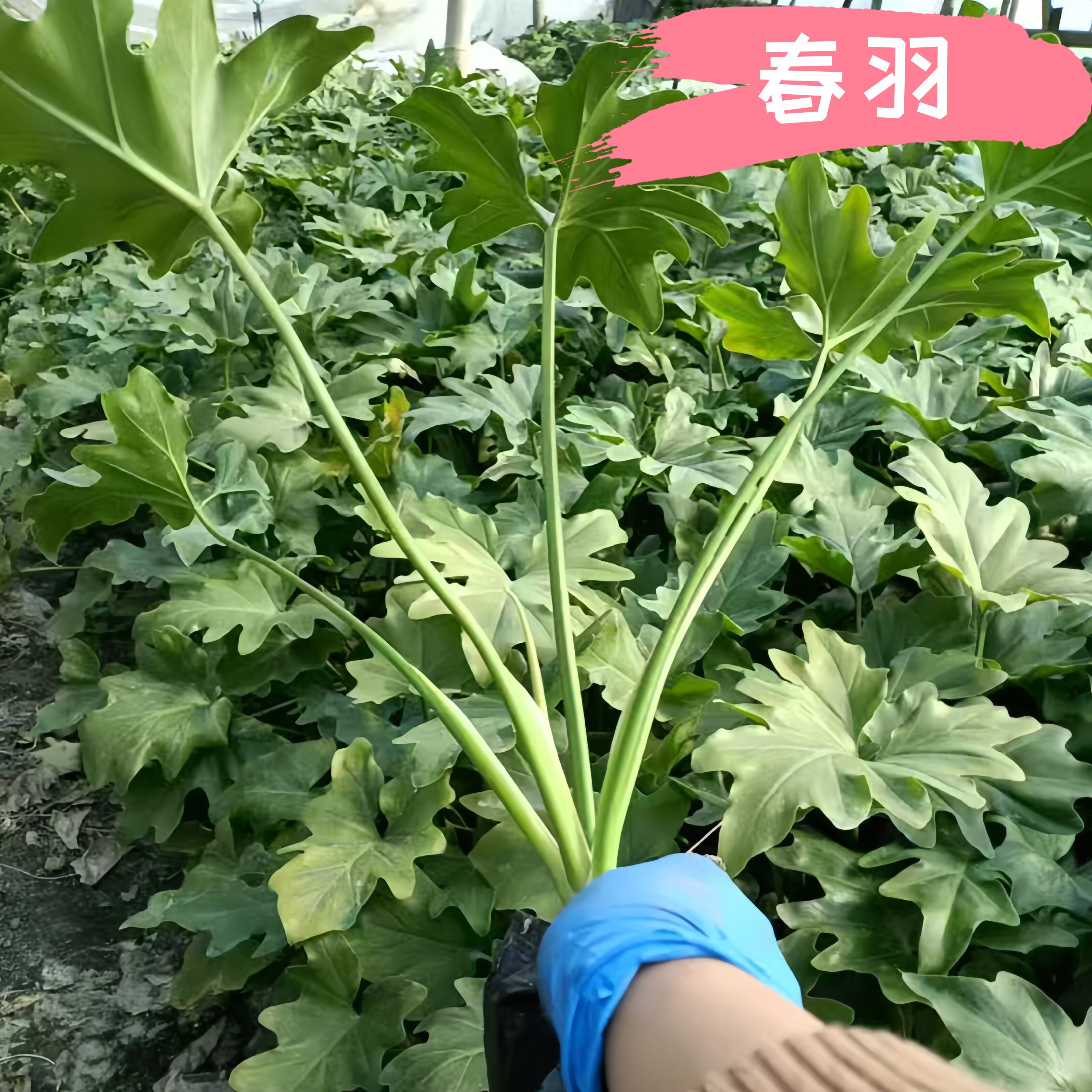 龙鳞春羽老桩大叶好养室内绿植