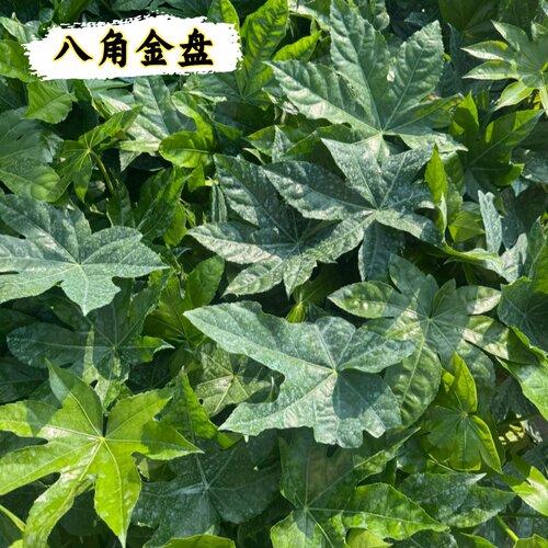 八角金盘树苗原盆原土室内好养易活耐寒耐热四季常青庭院盆栽绿植