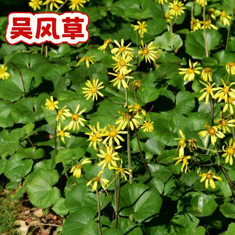 多年生大吴风草耐寒耐热耐阴
