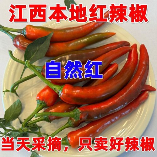 江西现摘新鲜大红尖椒