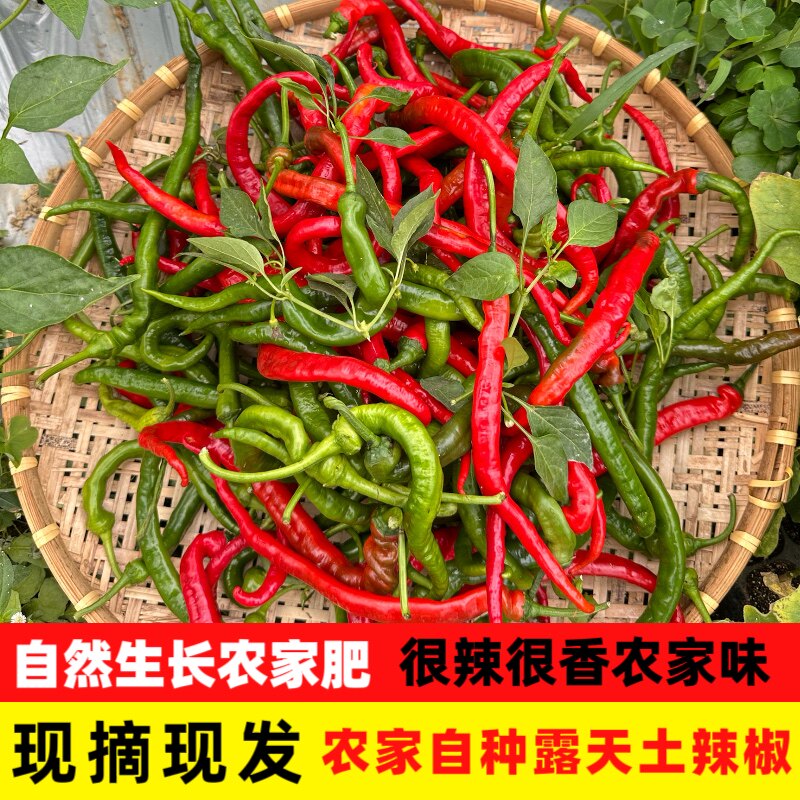 江西农家土辣椒本地新鲜薄皮土辣辣椒
