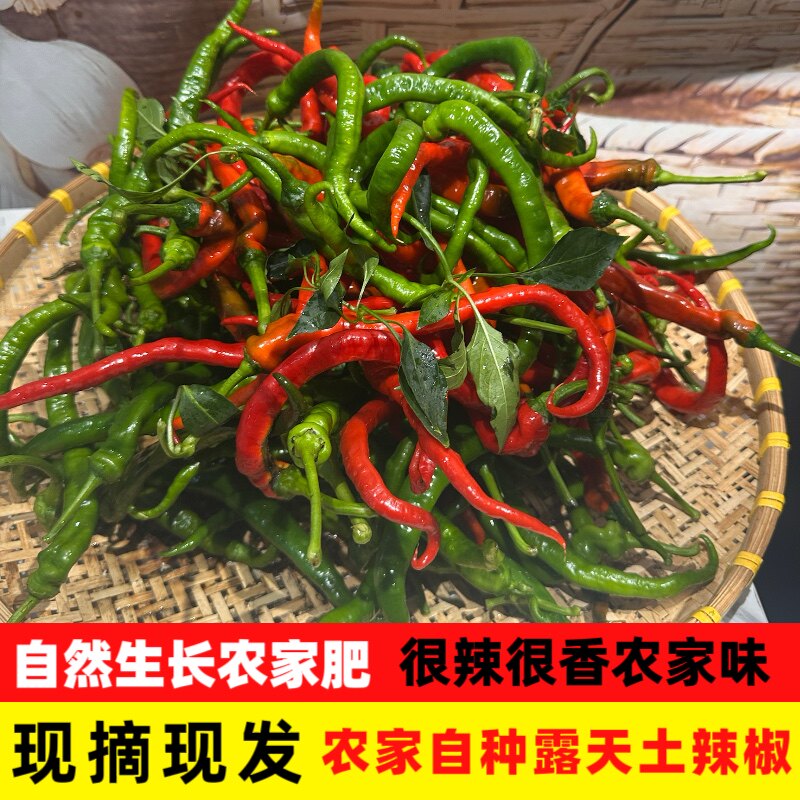 江西农家薄皮特辣辣椒现摘现发