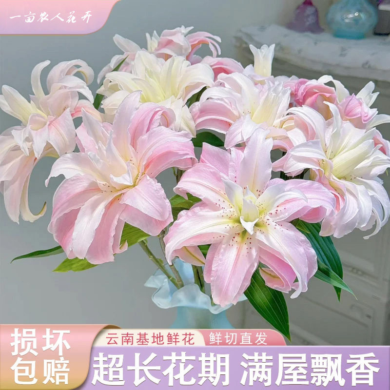 重瓣香水百合鲜花鲜切花云南直发花束家用插花粉色水养花卉百合花