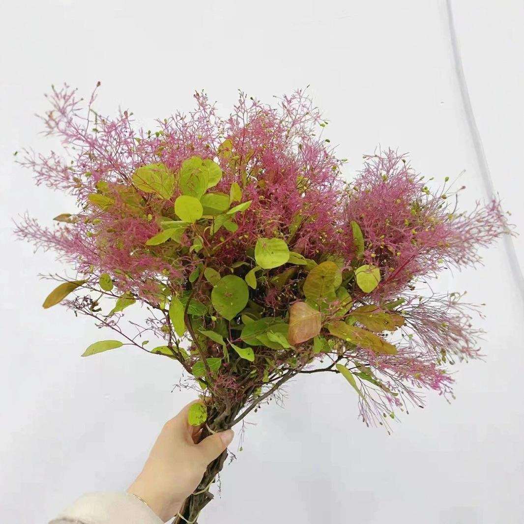 雾中情人鲜花婚庆用花现场布置专用花材可水培可做干花
