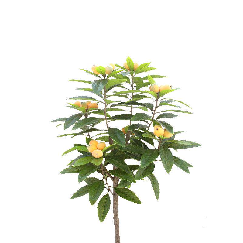 仿真植物四叉枇杷叶树摄影背景叶子落地盆景枇杷树客厅厂家