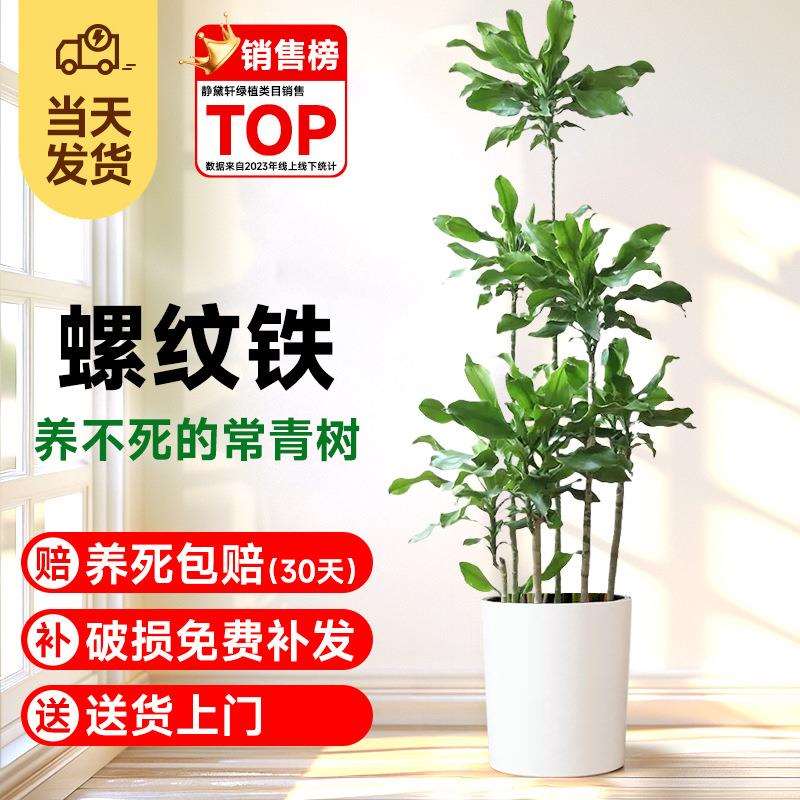 螺纹铁植物盆栽室内大型绿植客厅落地摆件四季好养活旺宅花卉盆景