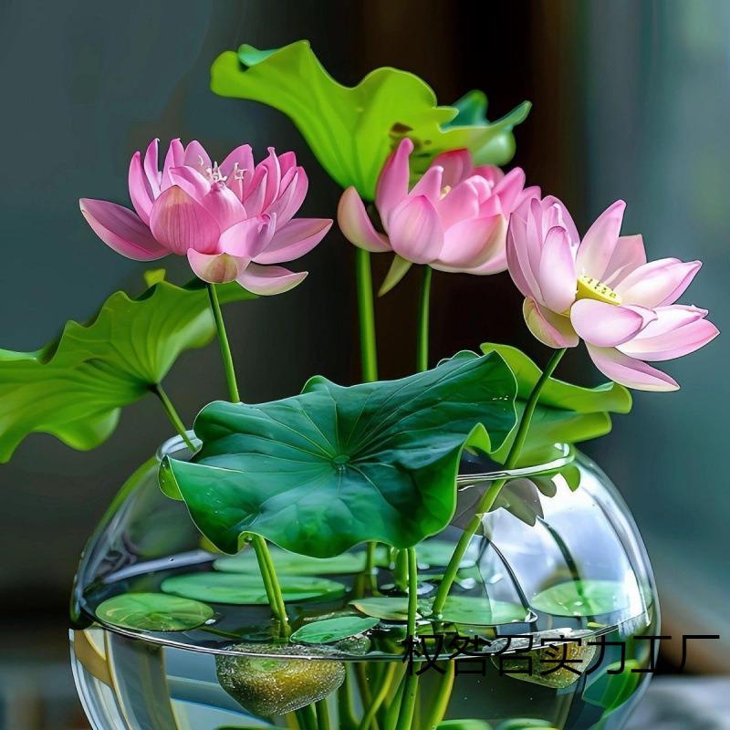 碗莲种四季开花水培水养绿植物睡莲荷花无土盆栽花卉