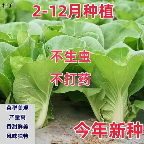四季蔬菜种子2-12月种植