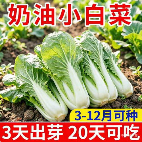 正宗四季奶油小白菜种子