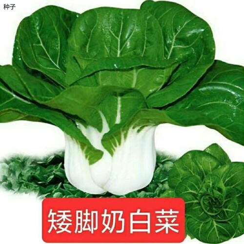 四季矮脚白菜种子白雪公