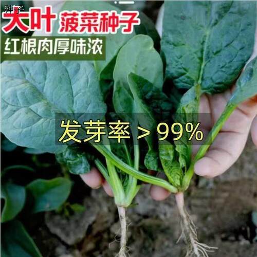 大叶菠菜种子红根肉厚味