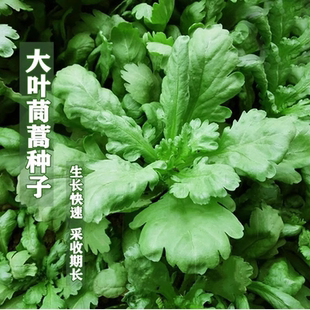 茼蒿菜种籽大叶小叶中叶茼蒿种子皇帝菜阳台盆2元包邮小商品88vip