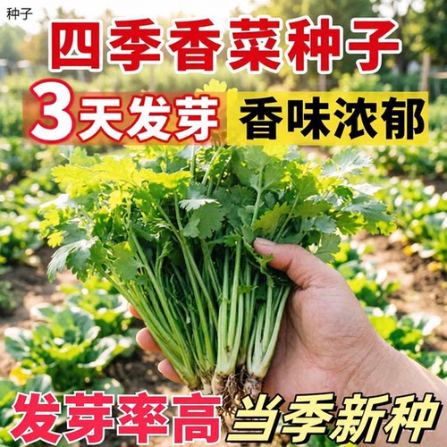 正宗耐热香菜种籽高温夏