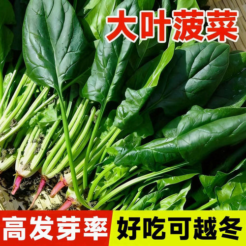 大叶菠菜种子四季易种抗病耐寒耐