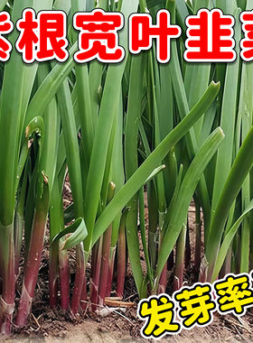 四季紫根韭菜种子大叶红根宽叶韭菜籽种阳台室2元包邮小商品88vip