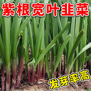四季紫根韭菜种子大叶红根宽叶韭菜籽种阳台室2元包邮小商品88vip