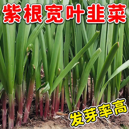 四季阳台室内盆栽紫根韭菜种子