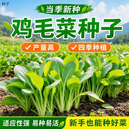 正宗四季速生鸡毛菜种子