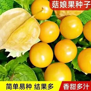 东北黄姑娘种子大号云南黄菇娘果种子水果种子88vip2元包邮小商品