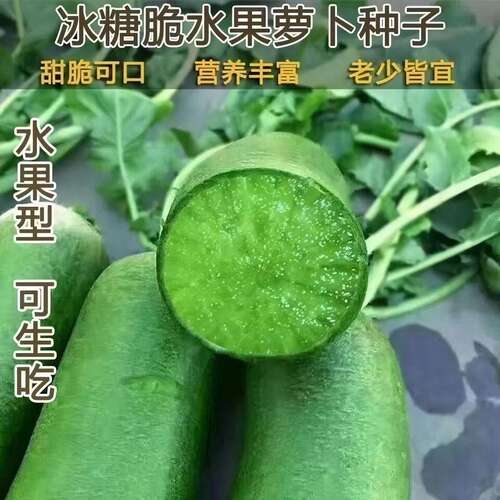 沙窝冰糖心水果萝卜种子脆甜
