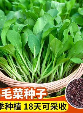 不生虫鸡毛菜四季播抗热耐寒蔬菜有机小青菜2元包邮小商品88vip