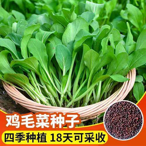 不生虫四季播抗热耐寒有机小白菜